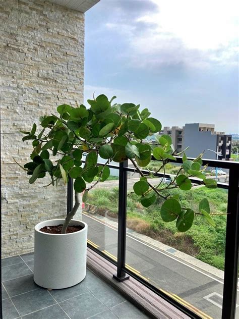 耐強風植物|7款耐風陽台大型植物